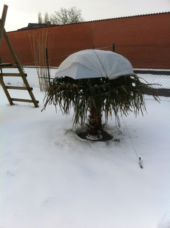 Conjugeren ongeluk Kijker Hoe bescherm ik mijn palmboom in de winter? | Winterbescherming palmen | |  La Palmeraie