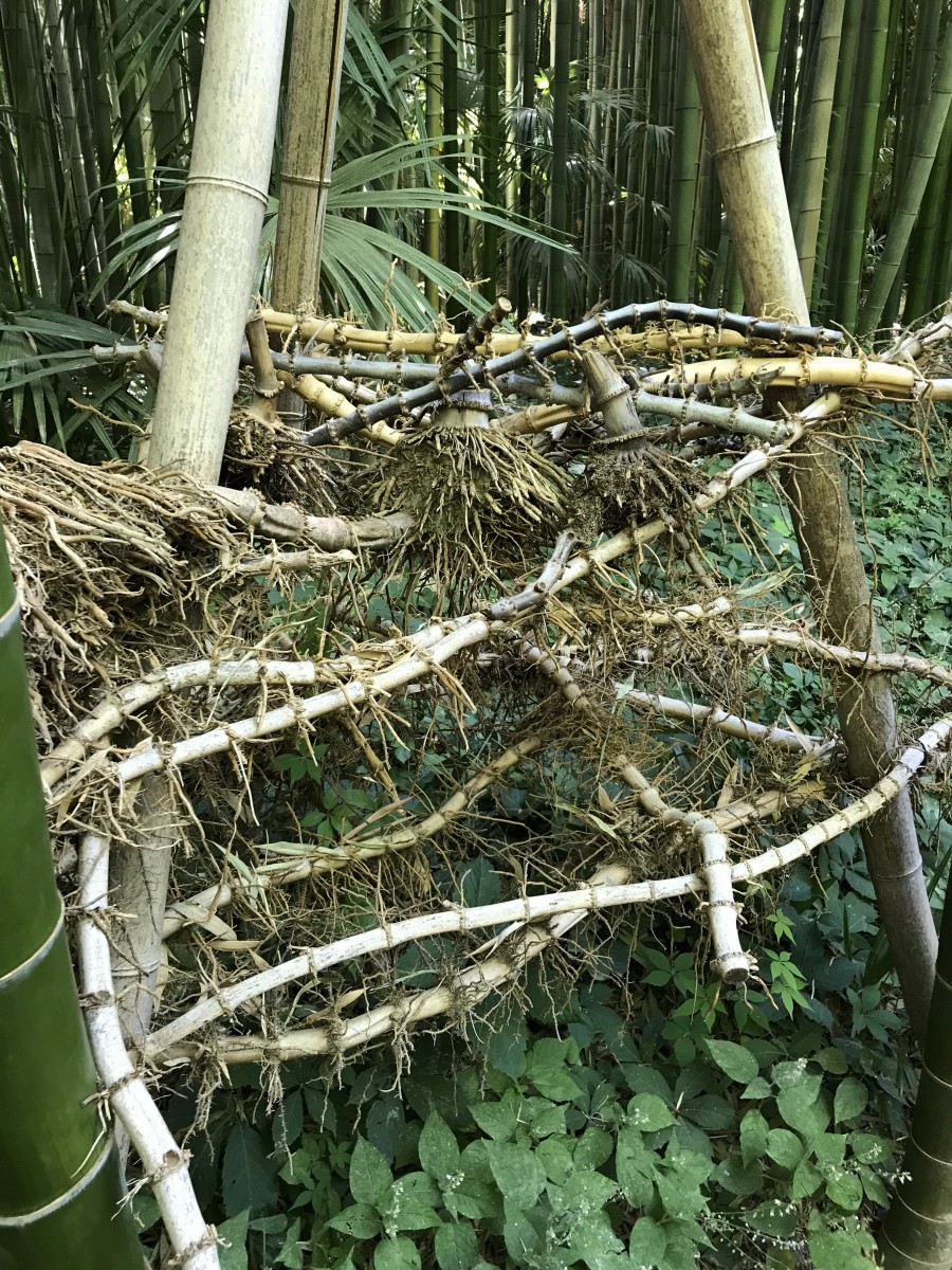 Planeet Vrouw gebruik Woekerende en niet-woekerende bamboe: alle info op een rij! | La Palmeraie