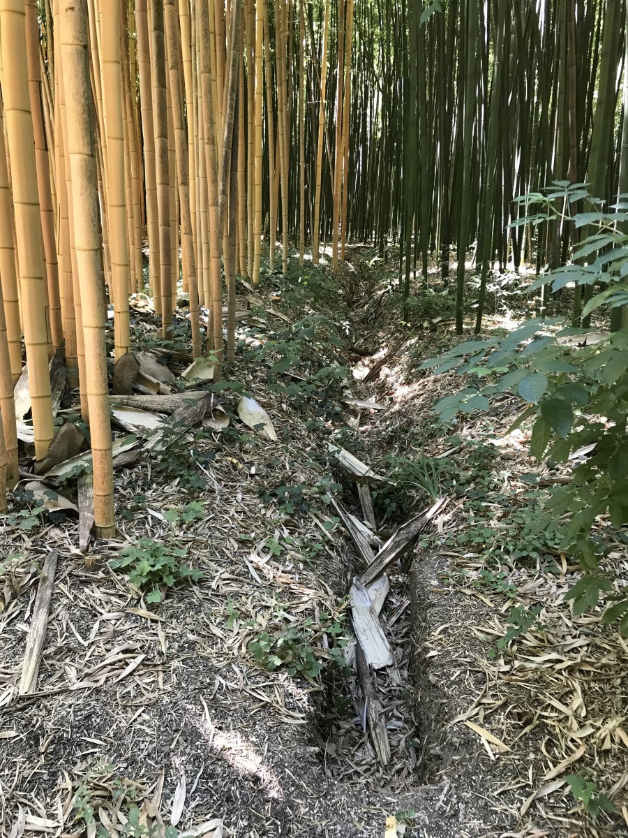 sector Precies Gemakkelijk Woekerende en niet-woekerende bamboe: alle info op een rij! | La Palmeraie