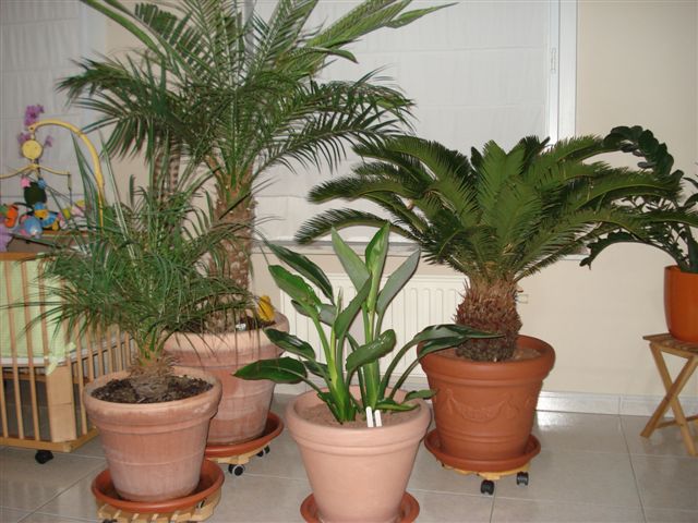 Encyclopedie Luchtpost Buurt Exotische planten in de huiskamer | La Palmeraie
