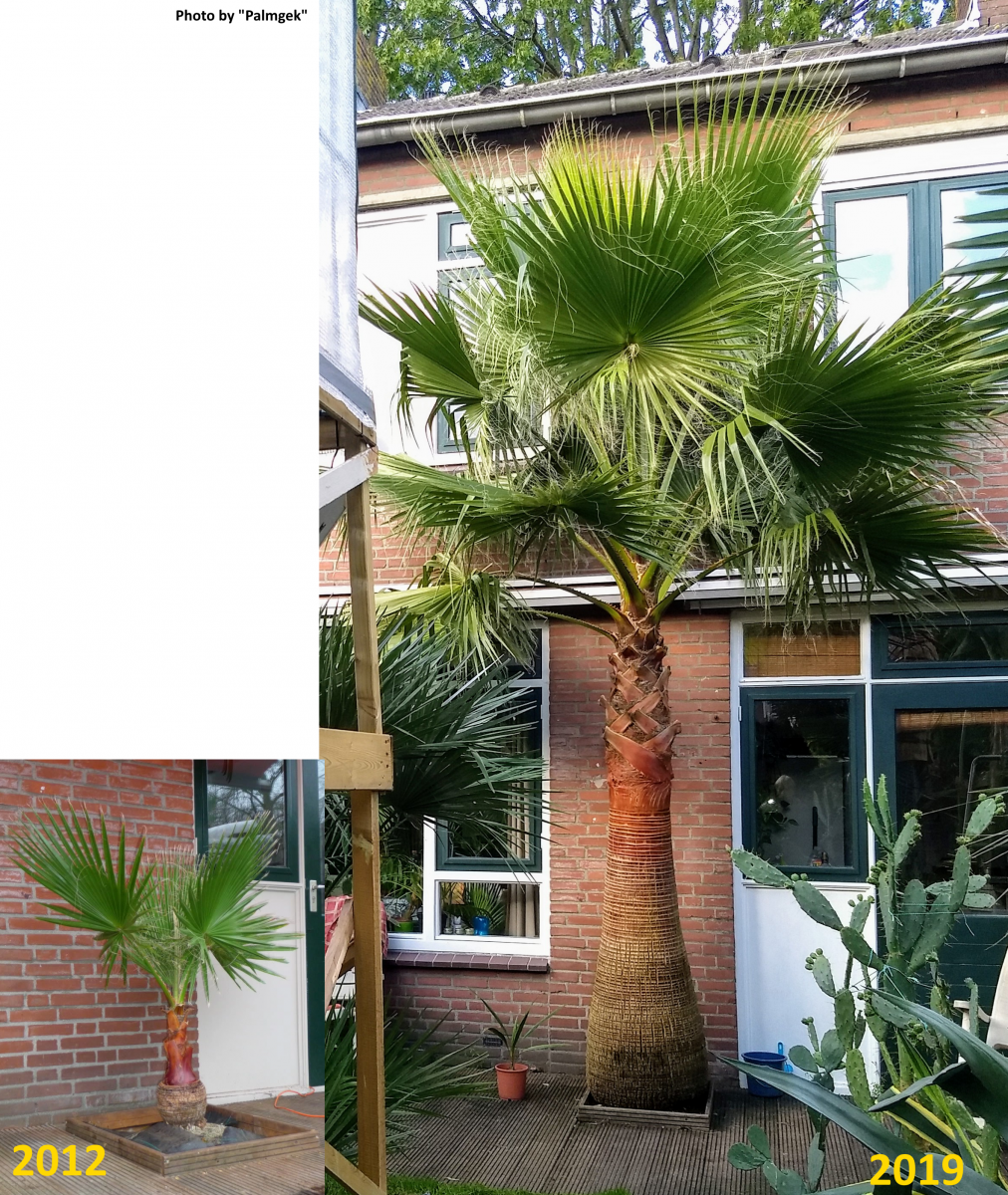 Pigment Op de loer liggen verzending Een palm van maximum 2-3 meter hoog? | La Palmeraie